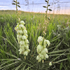 Soapweed Shrub Plants - Garden for Wildlife