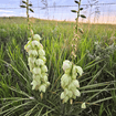 Soapweed Shrub Plants - Garden for Wildlife