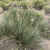 Soapweed Shrub Plants - Garden for Wildlife