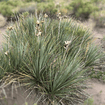 Soapweed Shrub Plants - Garden for Wildlife