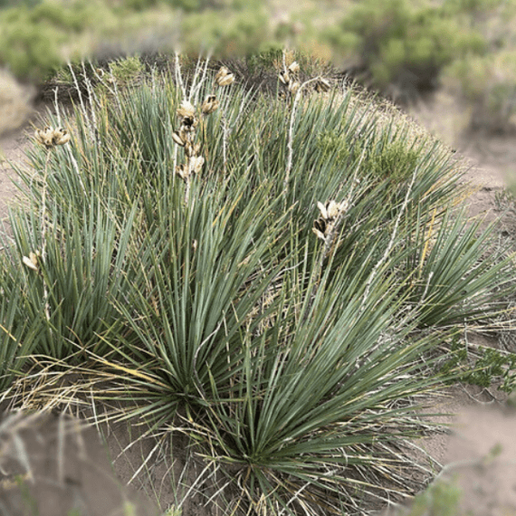 can a yucca plant be split Soapweed Yucca Shrub
