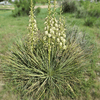 Soapweed Shrub Plants - Garden for Wildlife