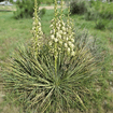 Soapweed Shrub Plants - Garden for Wildlife