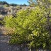 Sourberry Shrub Plants - Garden for Wildlife