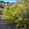 Sourberry Shrub Plants - Garden for Wildlife