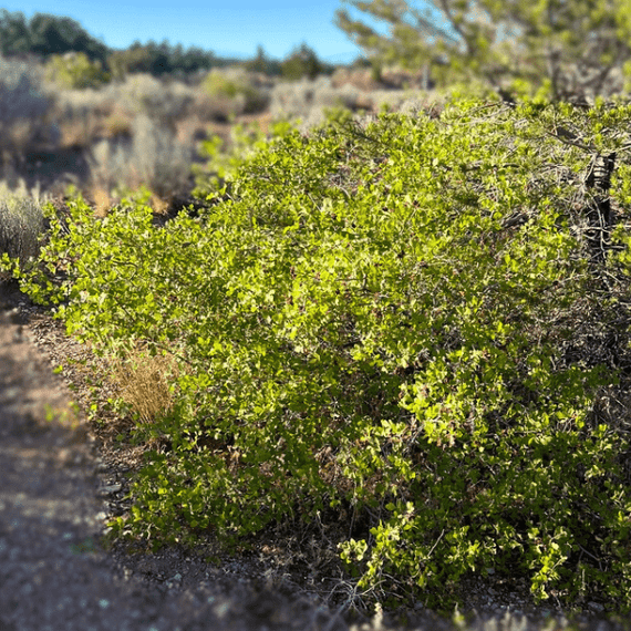 Sourberry Shrub Plants - Garden for Wildlife