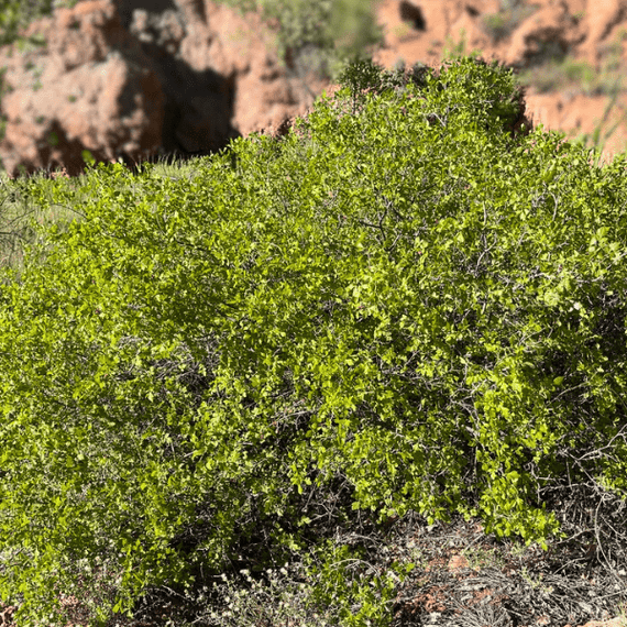 Sourberry Shrub Plants - Garden for Wildlife