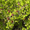 Sourberry Shrub Plants - Garden for Wildlife