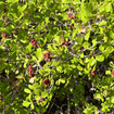 Sourberry Shrub Plants - Garden for Wildlife