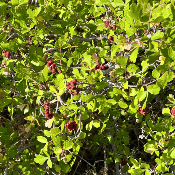 Sourberry Shrub Plants - Garden for Wildlife