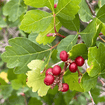 Sourberry Shrub Plants - Garden for Wildlife