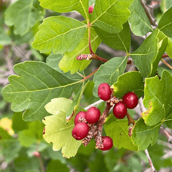 Sourberry Shrub Plants - Garden for Wildlife