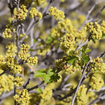 Sourberry Shrub Plants - Garden for Wildlife