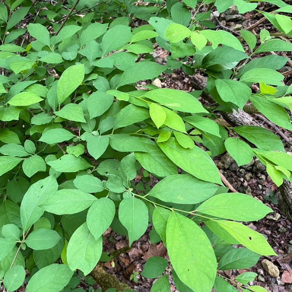 Spicebush Shrub