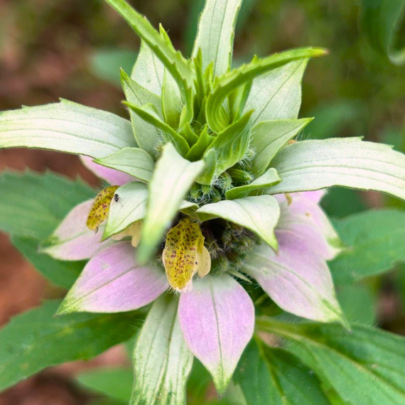 Spotted Bee Balm Plant Sets