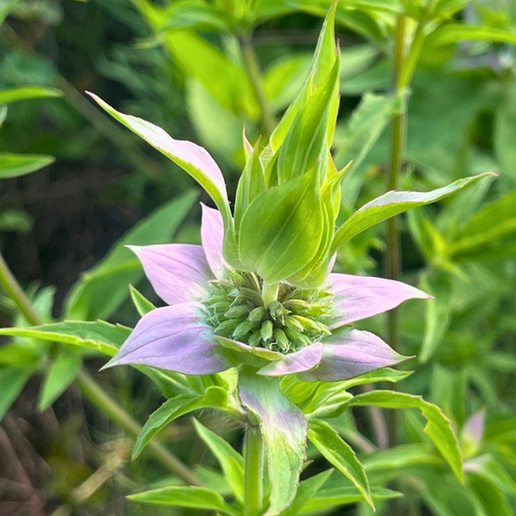 Spotted Bee Balm Plant Sets