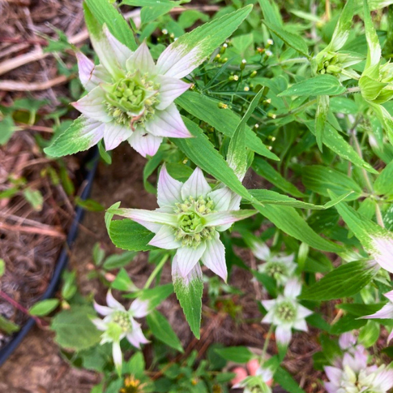 Spotted Bee Balm Plant Sets