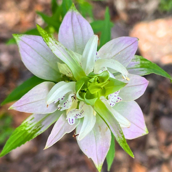 Spotted Bee Balm Plant Sets