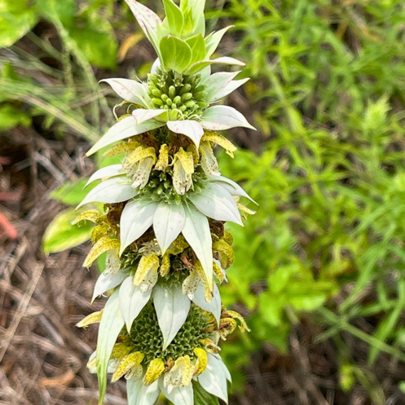 Spotted Bee Balm Plant Sets Spotted Bee Balm Plant Sets