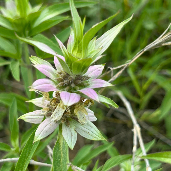 Spotted Bee Balm Plant Sets