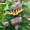 Spotted Joe Pye Plant Sets Plants - Garden for Wildlife