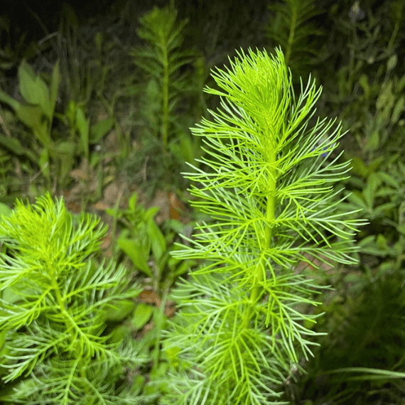 Standing Cypress Plant Sets