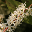 Summersweet Shrub 3 - GAL Plants - Garden for Wildlife