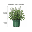 Summersweet Shrub 3 - GAL Plants - Garden for Wildlife