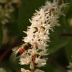 Summersweet Shrub 3 - GAL Plants - Garden for Wildlife