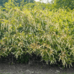 Summersweet Shrub 3 - GAL Plants - Garden for Wildlife