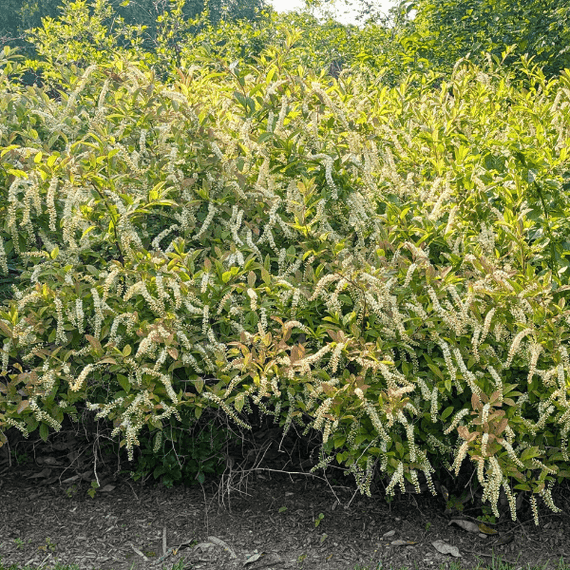Summersweet Shrub 3 - GAL Plants - Garden for Wildlife