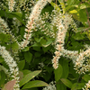 Summersweet Shrub 3 - GAL Plants - Garden for Wildlife