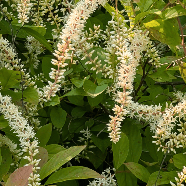 Summersweet Shrub 3 - GAL Plants - Garden for Wildlife
