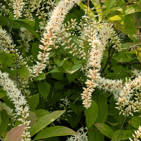 Summersweet Shrub 3 - GAL Plants - Garden for Wildlife