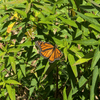 Swamp Milkweed 1 - GAL Plants - Garden for Wildlife