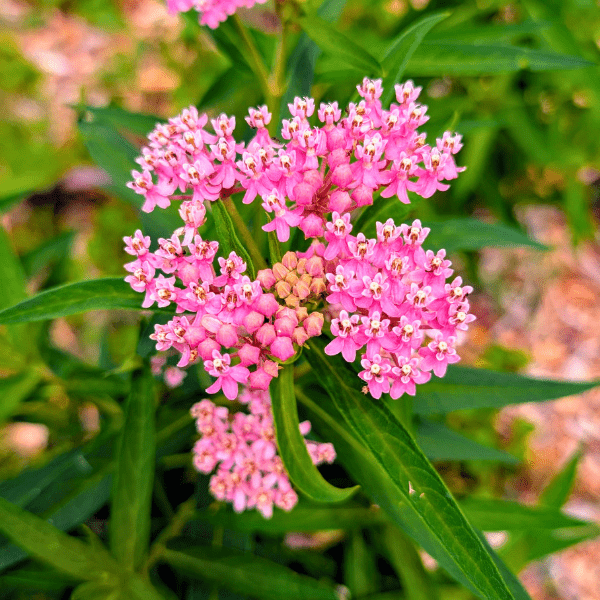 Swamp Milkweed 1 - GAL Plants - Garden for Wildlife