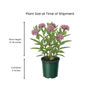 Swamp Milkweed 1 - GAL Plants - Garden for Wildlife
