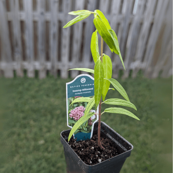 Swamp Milkweed Plant Sets (II) Plants - Garden for Wildlife