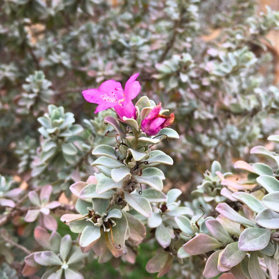 Texas Sage Plant Sets