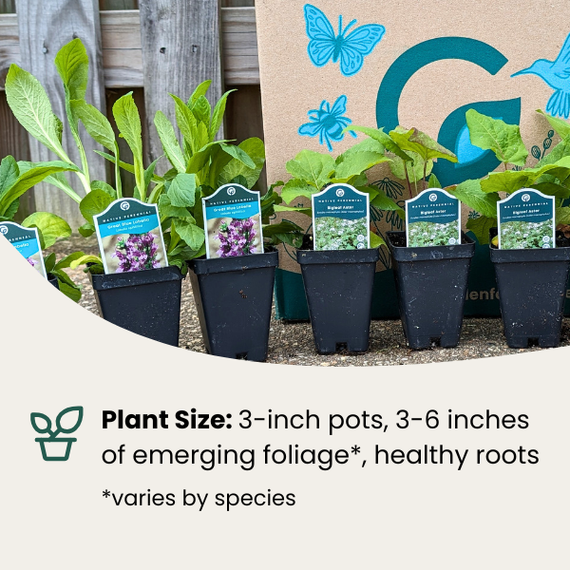 lobelia plant in pot Great Blue Lobelia Plant Sets