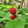 Thimbleberry Shrub Plants - Garden for Wildlife
