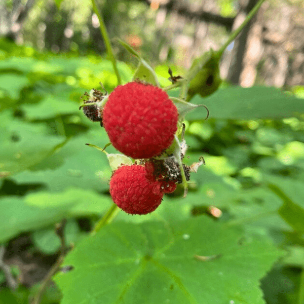 Thimbleberry Roots Thimbleberry Shrub