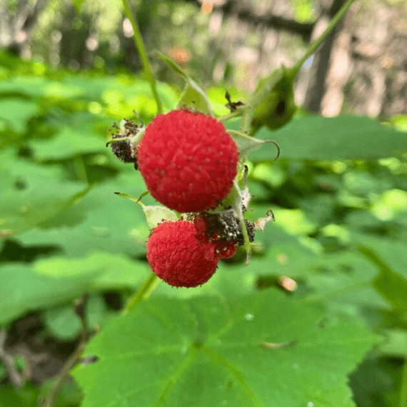 Thimbleberry Shrub