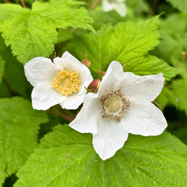 Thimbleberry Roots Thimbleberry Shrub
