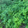 Thimbleberry Shrub Plants - Garden for Wildlife