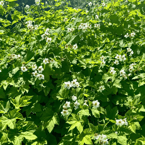 Thimbleberry Shrub