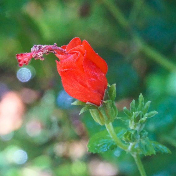 Turks Cap Plant Sets