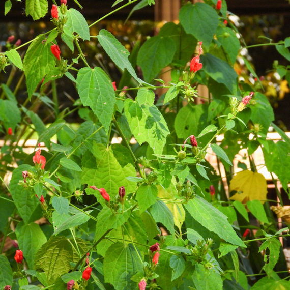 Turks Cap Plant Sets