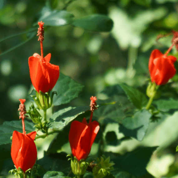 Turks Cap Plant Sets