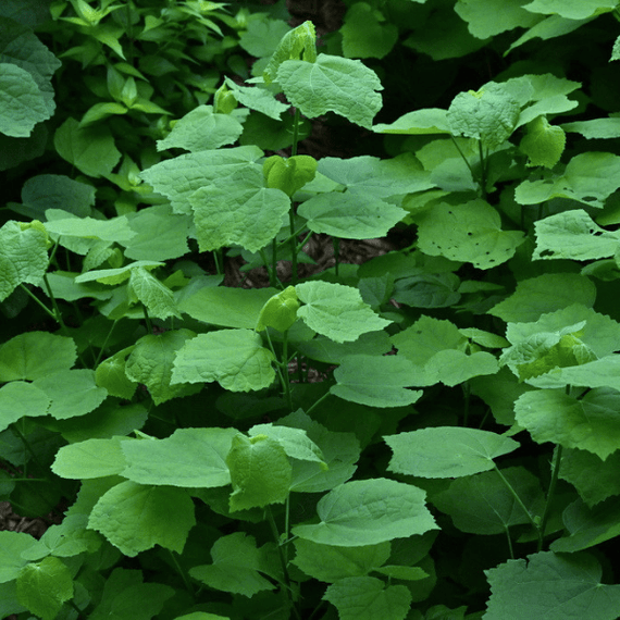 Turks Cap Plant Sets